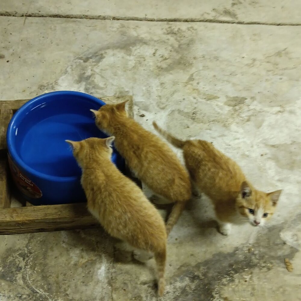 Meet your Posher, kitties shop